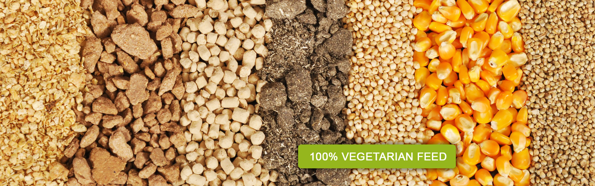 namakkal egg suppliers