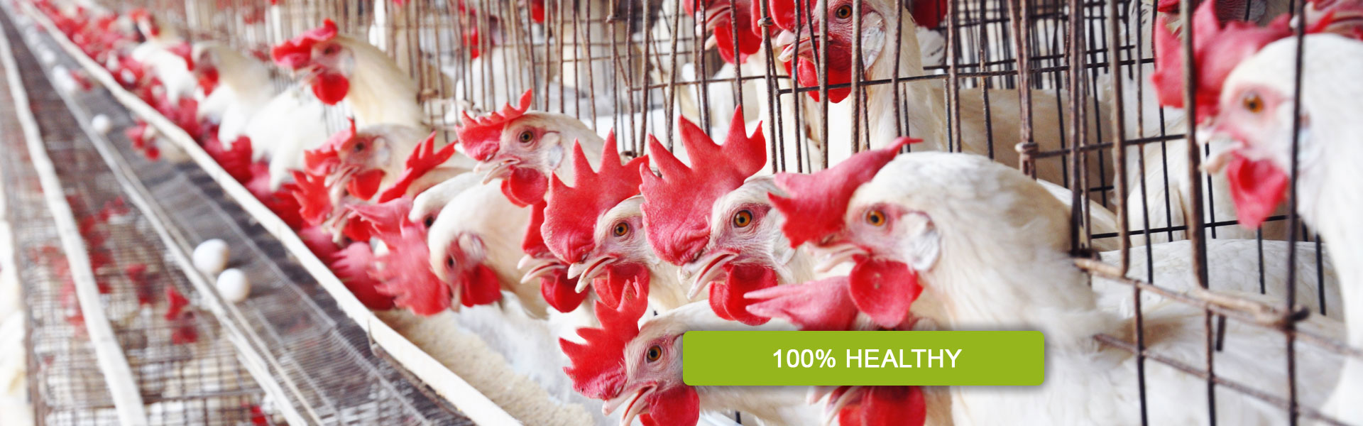 namakkal egg suppliers