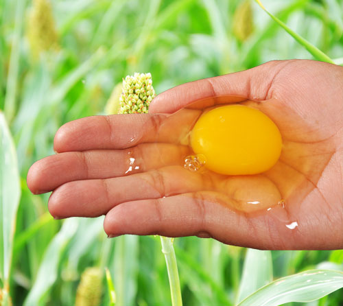 namakkal egg suppliers