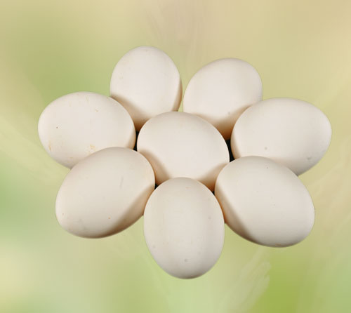 namakkal egg suppliers