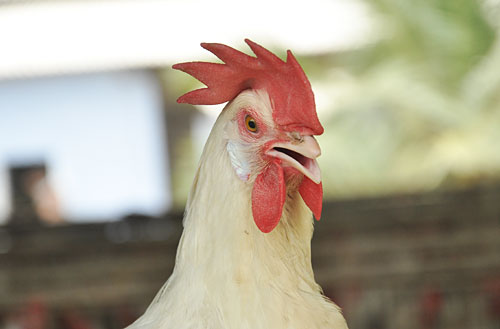 namakkal egg suppliers