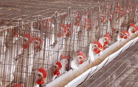 namakkal egg suppliers